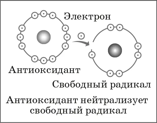 Нейтрализация свободных радикалов Вот почему лучшие антивозрастные средства - фото 4