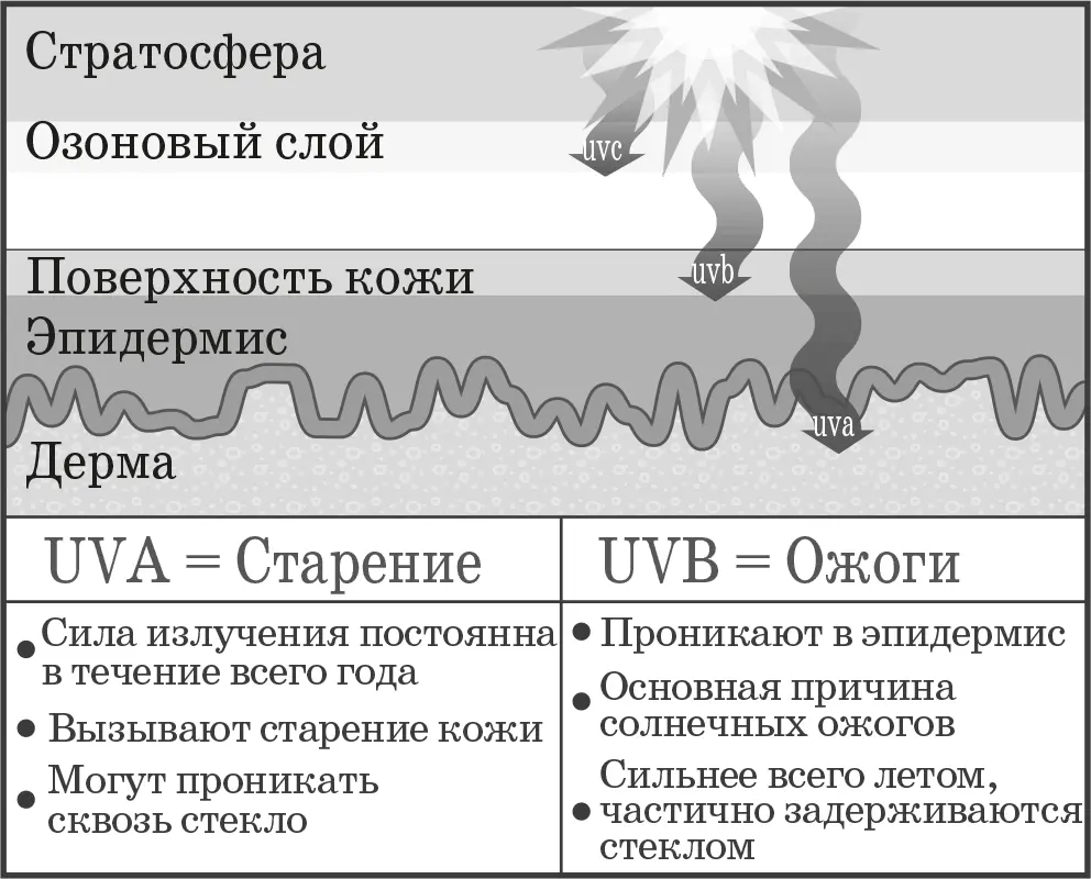 Воздействие UV A и UV Bлучей UV Bлучи ультрафиолетовые лучи спектра В - фото 9