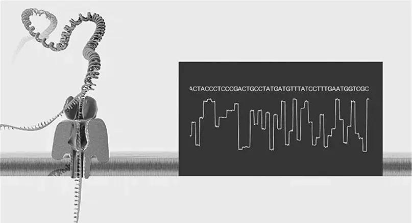 Замечательный приборсеквенатор от компании Oxford Nanopore Фермент расплетает - фото 104