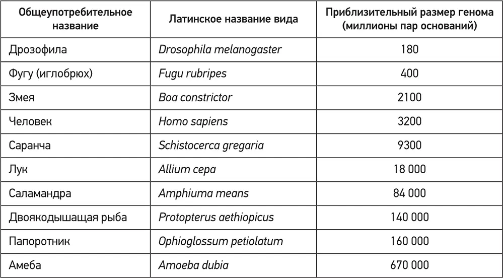 Такие различия в количестве мусорной ДНК объясняют застарелый эволюционный - фото 116