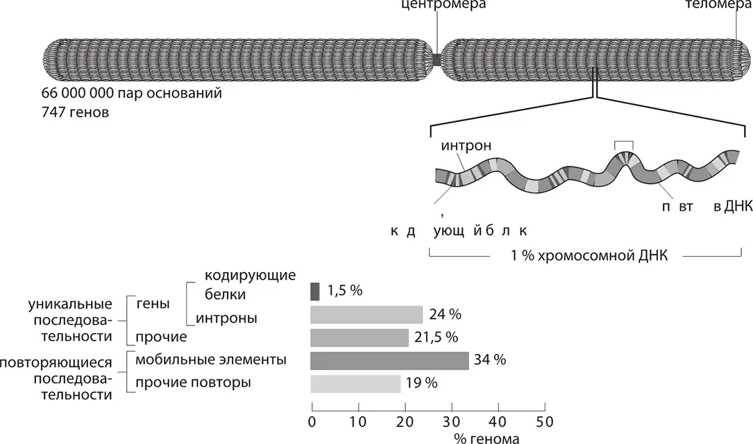 Вот как выглядит фрагмент нашего генома основные элементы небольшой - фото 119