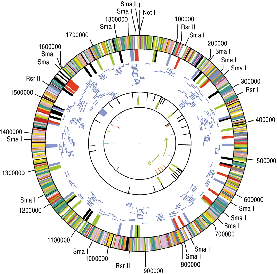 Круг жизни Карта генома Haemophilus influenzae 1727 генов в 18 миллиона пар - фото 120