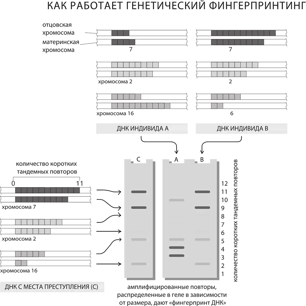 Генетическая дактилоскопия с применением коротких тандемных повторов ДНК двух - фото 140