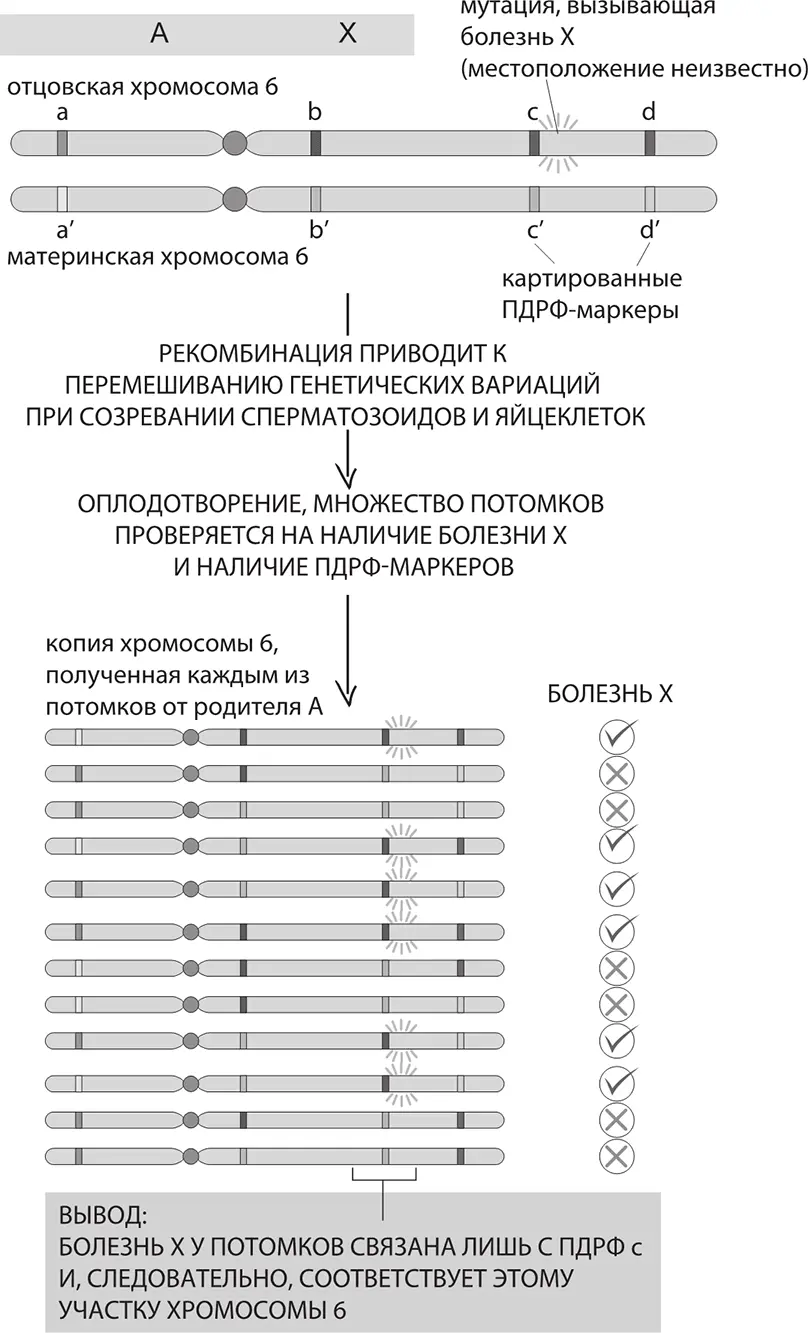 Генетическое картирование гена отвечающего за болезнь Для удобства показаны - фото 147