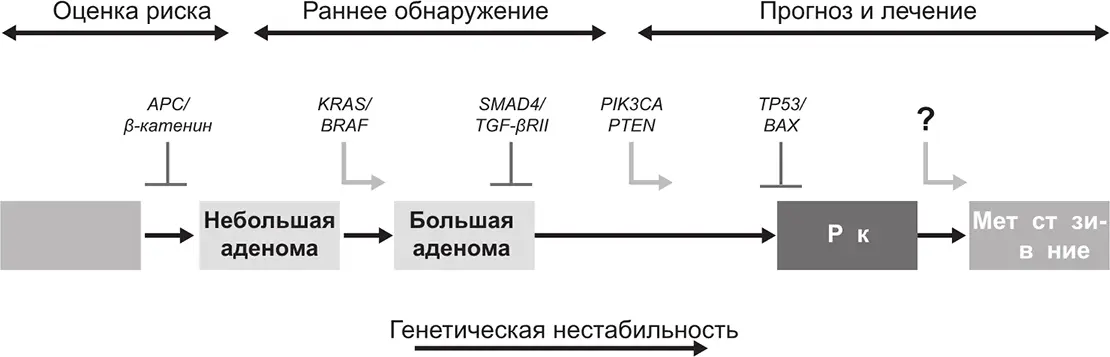 Долгий путь от здоровой ткани к распространению рака Классические исследования - фото 172