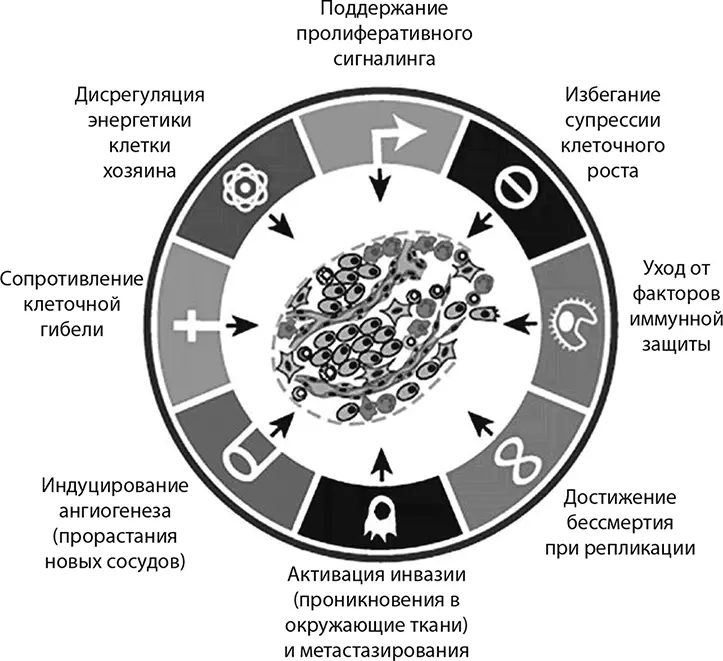 Характерные признаки рака сформулированные Дугласом Ханаханом и Бобом - фото 175