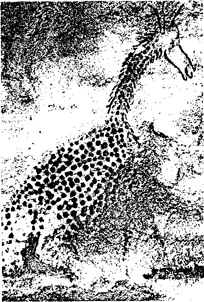 Рис 34 Жираф Giraffa Camelopardalis исчезнувший в неолите в Сахаре вид - фото 36
