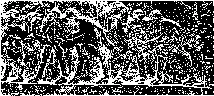 Рис 47 Двугорбый верблюд Camelus baclrianus как вьючное животное с - фото 50