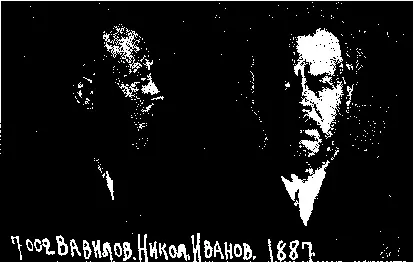 Рис 247 Николай Иванович Вавилов Последняя фотография Из архива НКВД Лев - фото 245