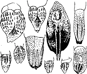 Рис 260 Резкие отличия в строении головки члена glans penis у тушканчиков - фото 261