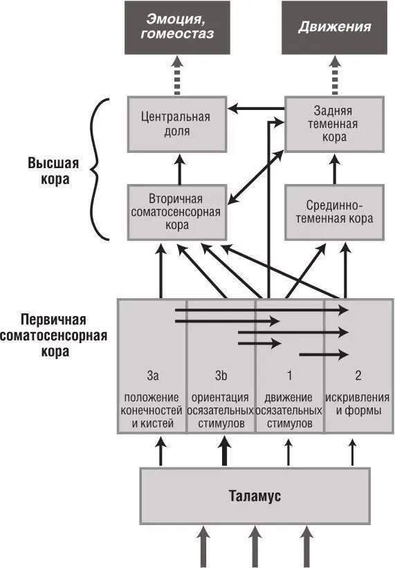 Рис29 Упрощенная структурная схема областей обработки осязательной - фото 15