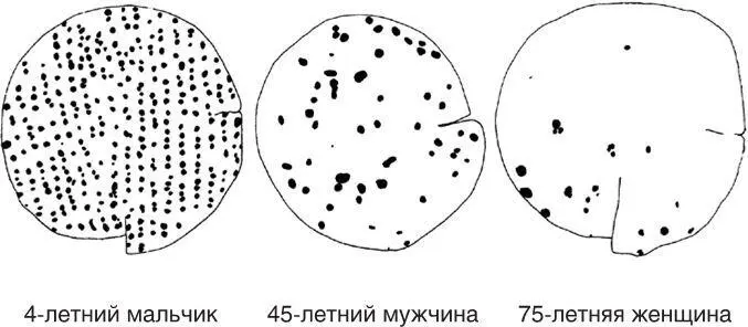Рис210 Плотность телец Мейснера на гладкой коже подушечки большого пальца с - фото 16