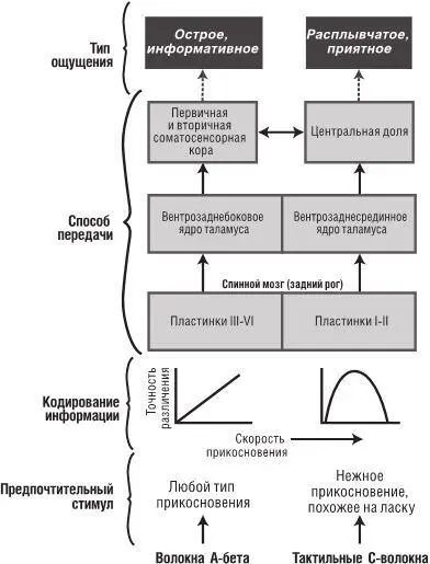 Рис34 Эта схематическая диаграмма показывает как информация двумя - фото 21