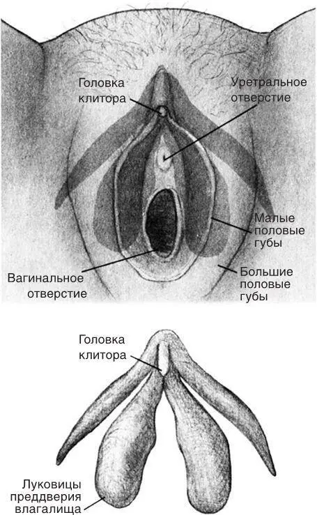Рис46 Анатомия клитора относительно уретры и вагины Вверху наружная часть - фото 27