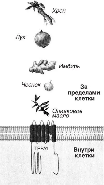 Рис52 Рецептор TRPA1 которому дали прихотливое название рецептор васаби - фото 29