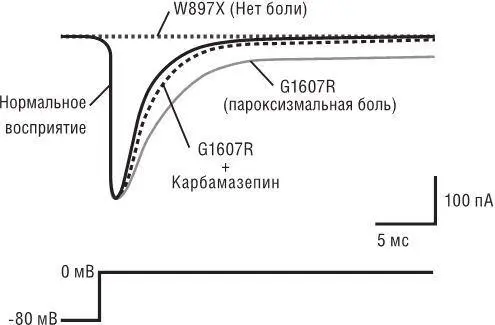 Рис61 Мутации гена SCN9A вызывают серьезные изменения восприятия боли и - фото 33