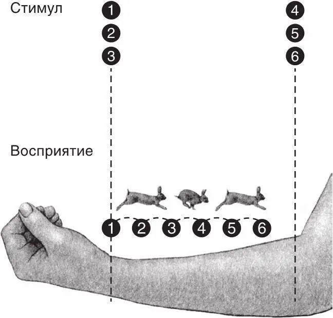 Рис82 Иллюзия кролик по коже Три удара по запястью после которых быстро - фото 44