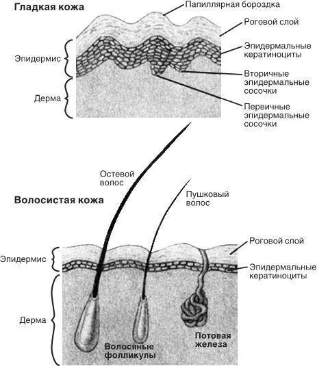 Рис21 Структура гладкой и волосистой кожи в целом сходна но имеет и ряд - фото 7