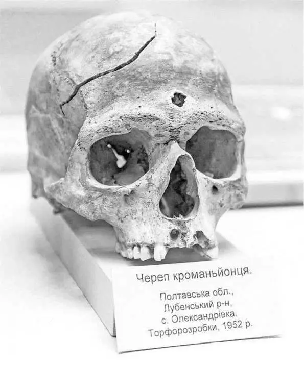 Череп кроманьонца Однако климатологи уверяют такая погода проделки - фото 13