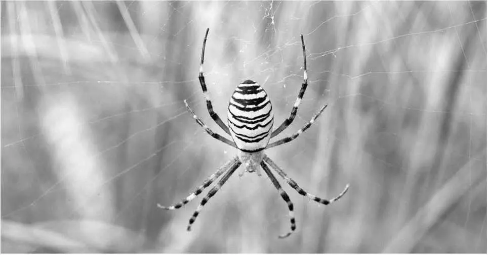 Паукаосу Argiope bruennichi стали замечать на территории России Жителей - фото 27
