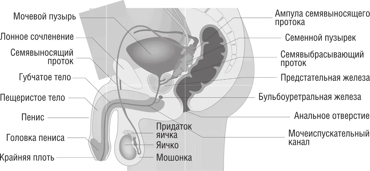 Подробное устройство мужской половой системы ПОД КРАЙНЕЙ ПЛОТЬЮ ЕСТЬ - фото 2