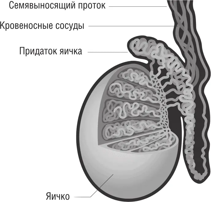 Устройство яичка ЯИЧКИ ИНОГДА СЖИМАЮТСЯ ИНОГДА СВОБОДНО ВИСЯТ ЭТО ТОЖЕ - фото 3