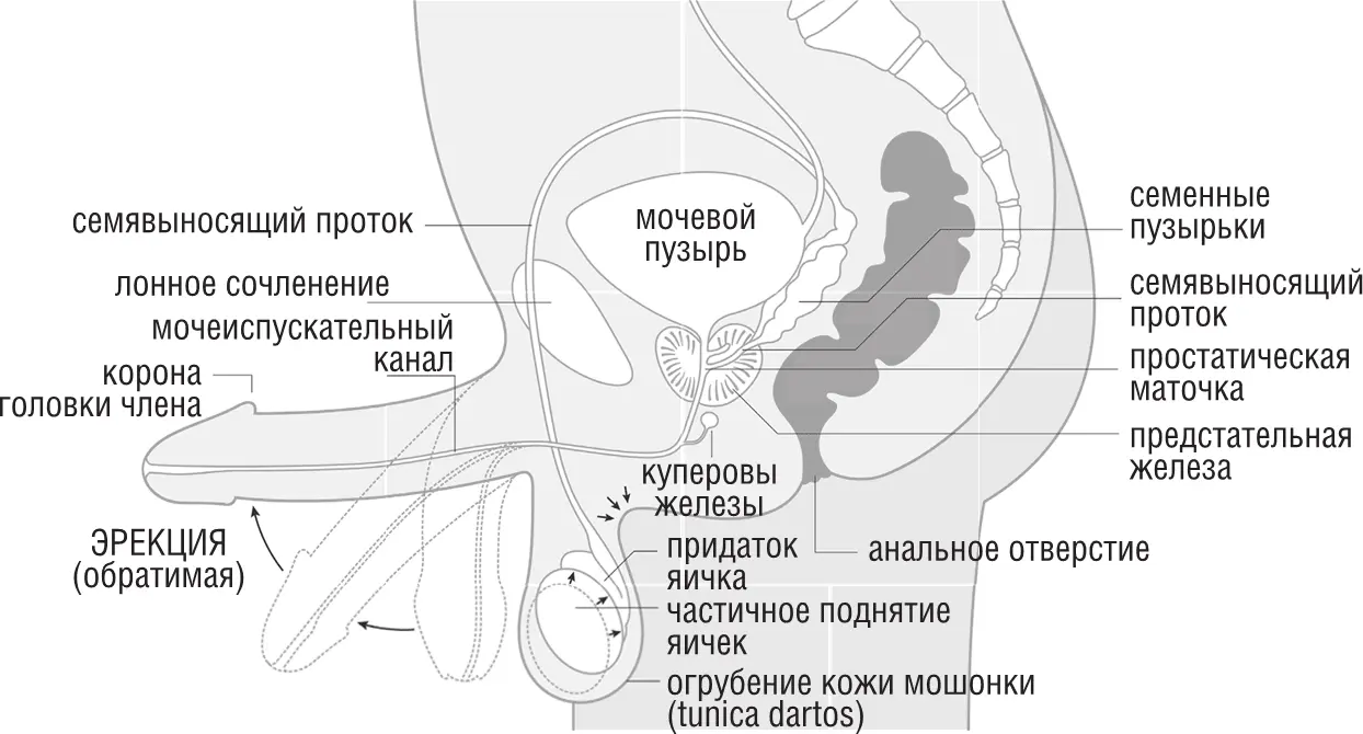 Фаза возбуждения у мужчины КАК ПОСЛЕ ТОГО КОГДА ВЗБЕЖИШЬ ВВЕРХ ПО - фото 6