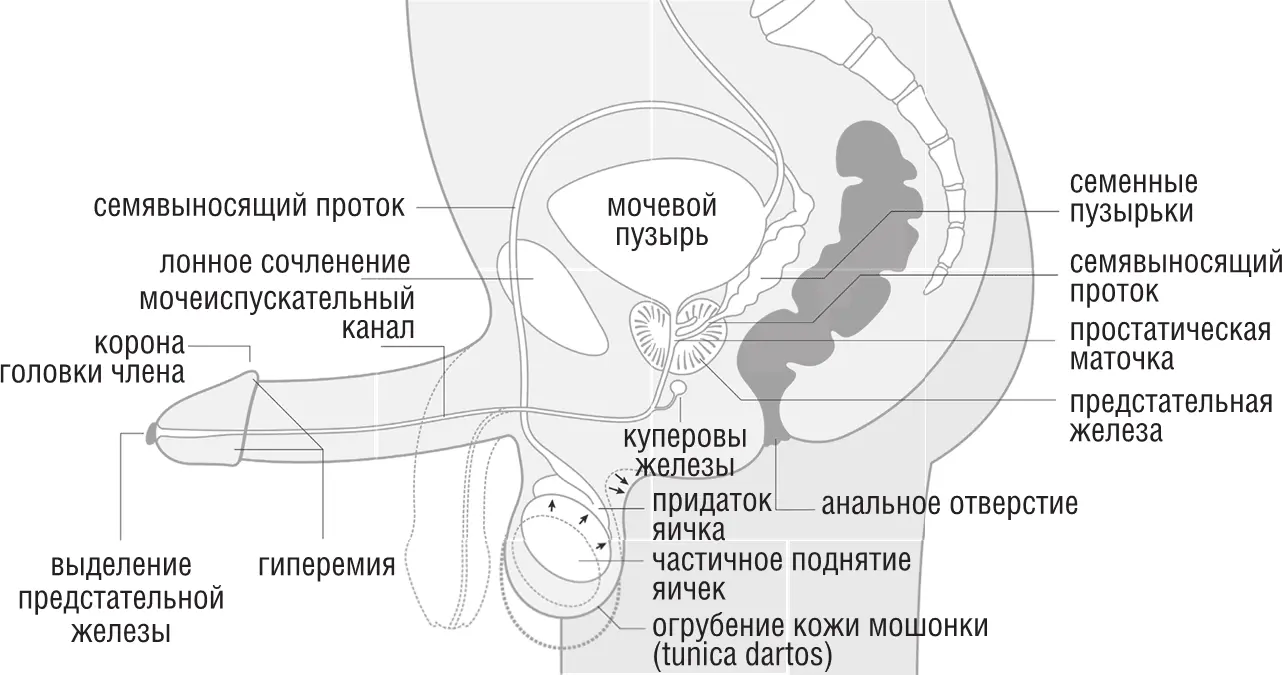 Фаза плато у мужчин Фаза оргазма у мужчины А ПОТОМ НЕЗАВИСИМО ОТ - фото 7