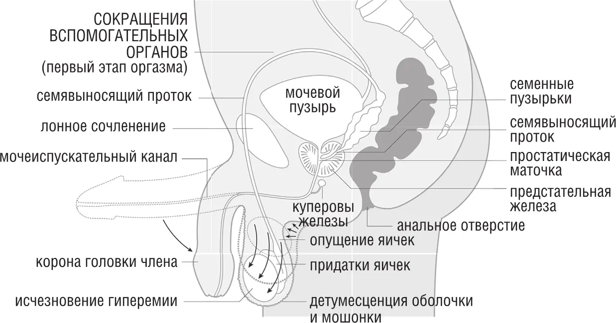 Фаза разрешения у мужчин ОНА У ВСЕХ МУЖЧИН ВЫДЕЛЯЕТСЯ В ОДИНАКОВЫХ - фото 9
