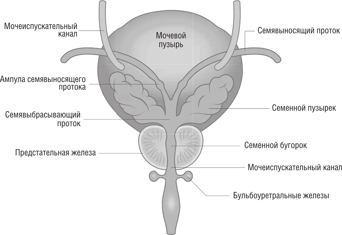 Анатомическое строение простаты ЛАСКИ ТОЧКИ G У МУЖЧИНЫ МОГУТ ПРИВЕСТИ К - фото 10