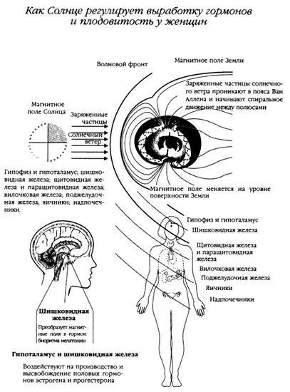 Рис A8 Эндокринная система преобразует модуляции магнитного поля в химические - фото 102