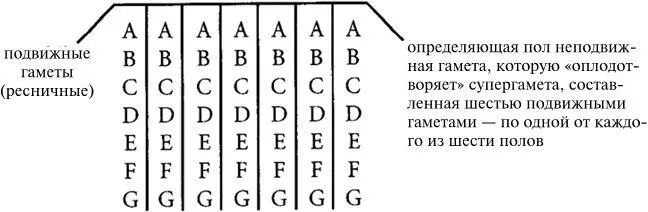 подвижные гаметы ресничные Весьма похоже ответил я дивясь превосходству - фото 1