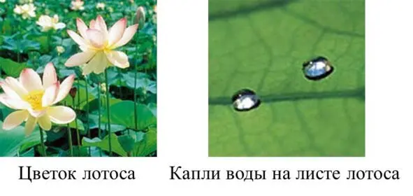 Рис 115а Лотос Рис 115б Микроструктура Лотоса - фото 15