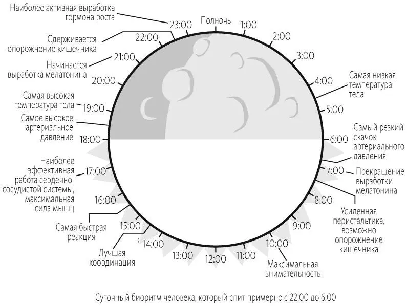 Циркадная система синхронизации регулируется супрахиазматическим ядром - фото 1