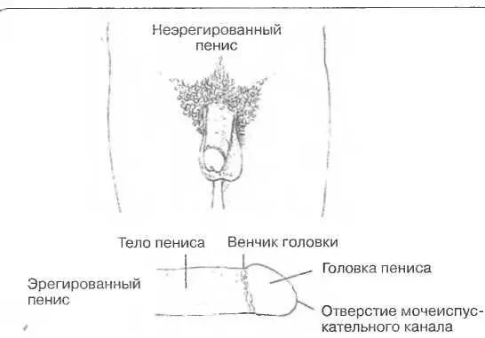 Рисунок 16 Пенис с обрезанной крайней плотью Рисунок 17 Пенис с - фото 16