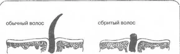 Рисунок 28 Волосы утолщаютсяДо бритья волос виден лишь тоненький кончик - фото 28