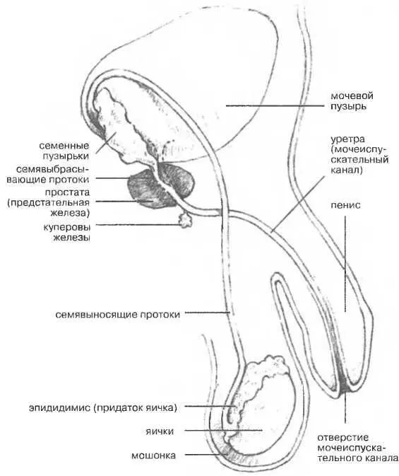 Рисунок 35 Мужские половые органы в разрезе КУПЕРОВЫ ЖЕЛЕЗЫ железы - фото 35