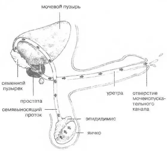 Рисунок 37 Сперма и эякуляцияНепосредственно перед семяизвержением мышцы - фото 37