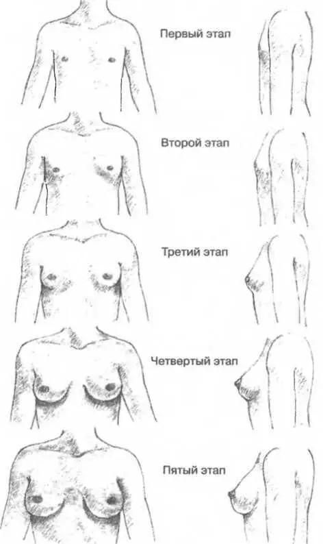 Рисунок 42 Пять этапов развития груди Рисунок 43 Пять этапов роста - фото 42