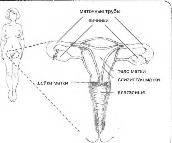 Рисунок 45 Женские половые органы Матка и маточные трубы в этот период - фото 45