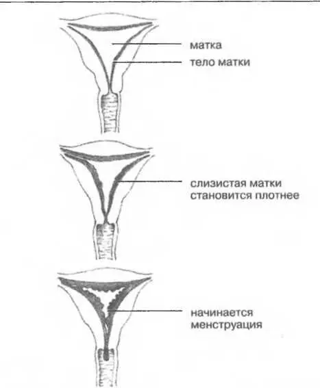Рисунок 46 МенструацияКогда яичник готовится выпустить зрелую яйцеклетку - фото 46