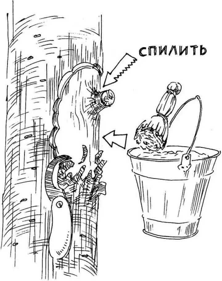 Любую гниль рак зону мертвой или умирающей коры нужно как можно быстрее - фото 85