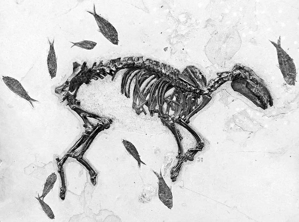 Рис 2Ископаемые останки эогиппуса или гиракотерия Реплика Вайоминг - фото 3