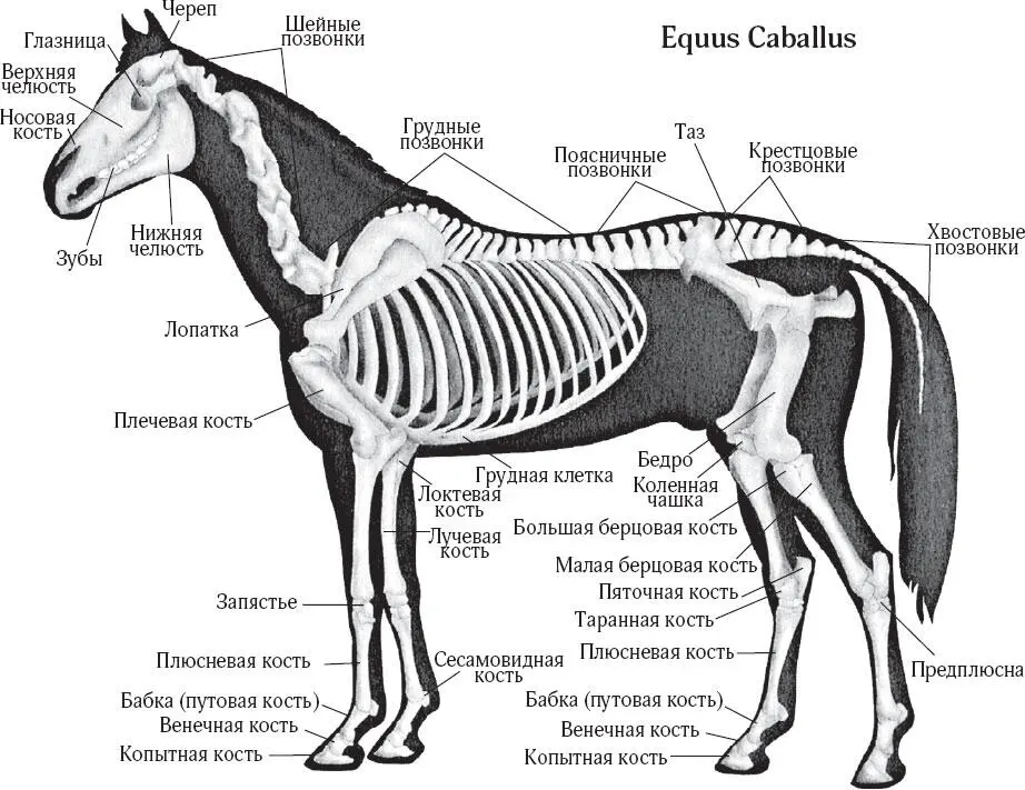 Рис 3Скелет современной домашней лошади Еще одна общая черта скелета - фото 4