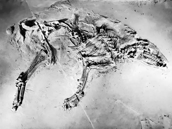 Рис 4 Ископаемые останки из карьера Мессель в 35 километрах от - фото 5