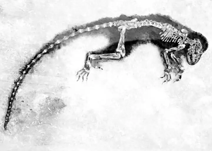 Рис 5 Дарвиний Darwinius masillae получивший имя Ида Карьер Мессель - фото 6