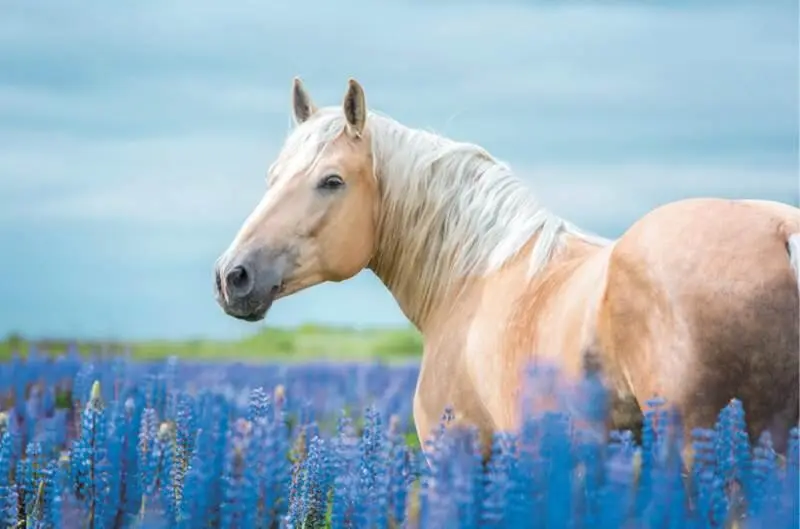 Илл 12 Паломино Osetrik shutterstockcom Илл 13 Клейдесдальская лошадь - фото 27
