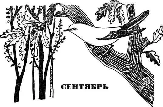 СЕНТЯБРЬ В древнейшем римском календаре было десять месяцев И они носили - фото 10