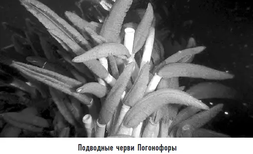 Но могут ли живые организмы существовать в таких условиях Более того под - фото 81