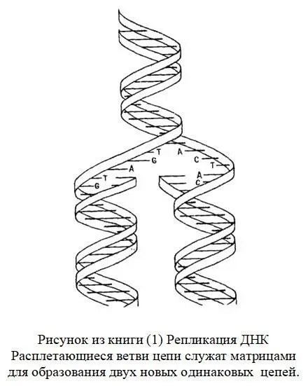 При этом каждая родительская цепь используется в качестве матрицы для - фото 46